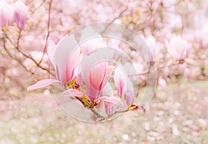 Beautiful flowering Magnolia pink blossom tree in spring season. Closeup of magnolia tree blossom with blurred background and warm