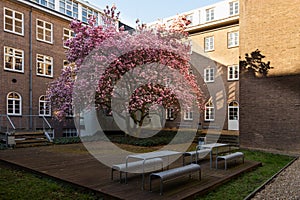 A beautiful flowering Magnolia tree near a university building in Maastricht