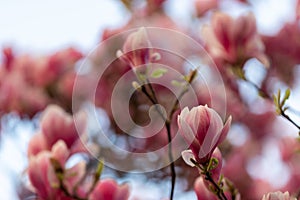 A beautiful flowering Magnolia tree near a university building in Maastricht
