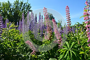 Beautiful flowering meadow with pink and purple lupin flowers