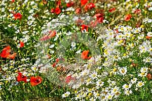 Beautiful flowering meadow with poppies and daisies on a bright sunny summer day photo