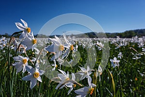 Beautiful flowering meadow with white wild growing narcissus or daffodil flowers, sunny spring landscape