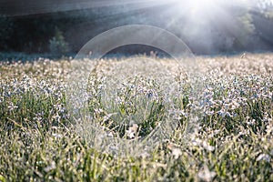 Beautiful flowering meadow with white wild growing narcissus or daffodil flowers, sunny spring landscape