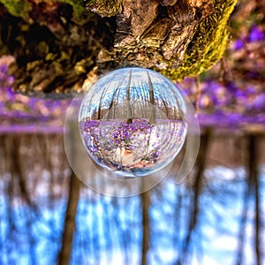 Beautiful flowering meadow with a wild purple crocus or saffron flowers in a glass ball against an oak forest background