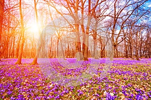 Flowering meadow with a purple crocus or saffron flowers in sunlight against an oak forest background, amazing sunny landscape