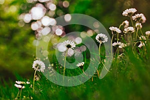 Beautiful flowering meadows with white blooming camomiles Daisies in springtime meadow. A lawn with fresh green grass