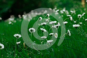 Beautiful flowering meadows with white blooming camomiles Daisies in springtime meadow. A lawn with fresh green grass