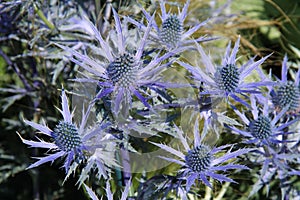 Purple Thistle Plant.