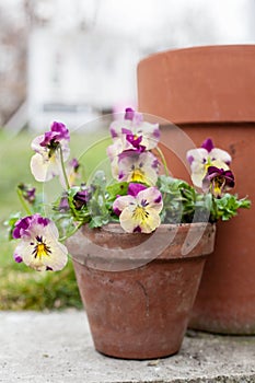 Beautiful flowering Pansy Trailing in traditional ceramic pot