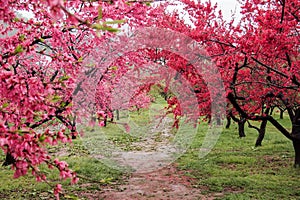 Beautiful flowering peach trees at Hanamomo no Sato,Iizaka Onsen,Fukushima,Japan