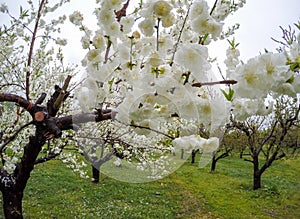 Beautiful flowering peach trees at Hanamomo no Sato,Iizaka Onsen,Fukushima,Japan