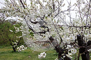 Beautiful flowering peach trees at Hanamomo no Sato,Iizaka Onsen,Fukushima,Japan