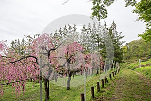 Beautiful flowering peach trees at Hanamomo no Sato,Iizaka Onsen,Fukushima,Japan