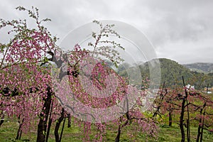 Beautiful flowering peach trees at Hanamomo no Sato,Iizaka Onsen,Fukushima,Japan