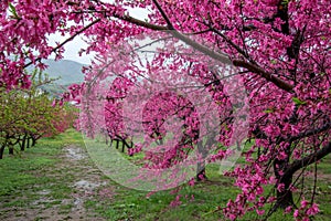 Beautiful flowering peach trees at Hanamomo no Sato,Iizaka Onsen,Fukushima,Japan