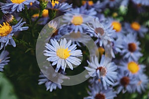 Beautiful flowering perennial Aster alpinus Blue in a vase on a table. Wonderful bouquet in the interior. Flower