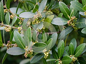 Beautiful flowering Phillyrea Latifolia Media commonly known as Jasmine Box, Green Olive Tree or Mock Privet close-up