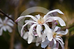 Beautiful Flowering Pink Magnolia Blossom in Bloom