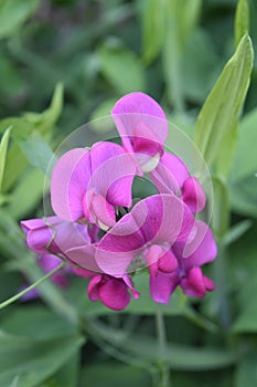 Beautiful Flowering Pink Sweet Pea Flowers