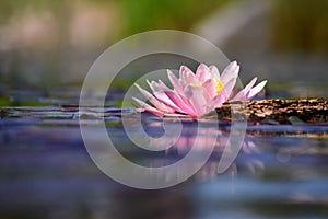 Beautiful flowering pink water lily - lotus in a garden in a pond. Reflections on water surface.