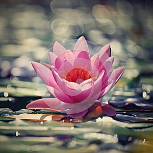 Beautiful flowering pink water lily - lotus in a garden in a pond. Reflections on water surface