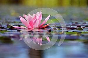 Beautiful flowering pink water lily - lotus in a garden in a pond. Reflections on water surface.