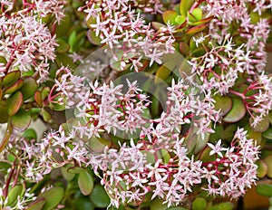 Beautiful flowering plant of crassula ovata. selective focus
