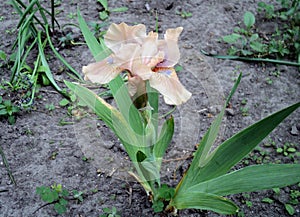 Beautiful flowering plant flower iris