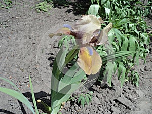 beautiful flowering plant flower iris