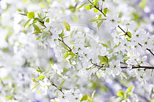 Beautiful flowering plum trees. Background with blooming flowers in spring day.