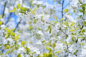 Beautiful flowering plum trees. Background with blooming flowers in spring day.