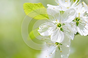 Beautiful flowering plum trees. Background with blooming flowers in spring day.