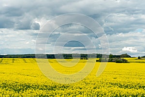 A beautiful flowering rapeseed field against the background of clouds. Thunderclouds in anticipation of rain hang over a blooming