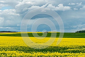 A beautiful flowering rapeseed field against the background of clouds. Thunderclouds in anticipation of rain hang over a blooming