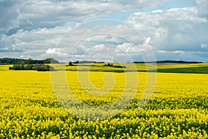 A beautiful flowering rapeseed field against the background of clouds. Thunderclouds in anticipation of rain hang over a blooming