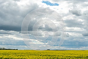 A beautiful flowering rapeseed field against the background of clouds. Thunderclouds in anticipation of rain hang over a blooming