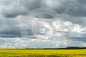 A beautiful flowering rapeseed field against the background of clouds. Thunderclouds in anticipation of rain hang over a blooming