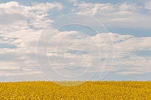 A beautiful flowering rapeseed field against the background of clouds. Thunderclouds in anticipation of rain hang over a blooming