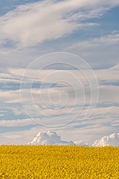 A beautiful flowering rapeseed field against the background of clouds. Thunderclouds in anticipation of rain hang over a blooming