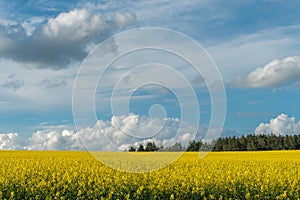 A beautiful flowering rapeseed field against the background of clouds. Thunderclouds in anticipation of rain hang over a blooming