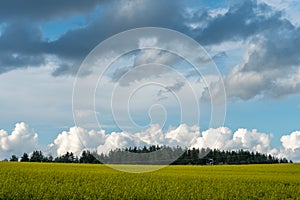 A beautiful flowering rapeseed field against the background of clouds. Thunderclouds in anticipation of rain hang over a blooming