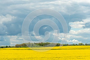 A beautiful flowering rapeseed field against the background of clouds. Thunderclouds in anticipation of rain hang over a blooming