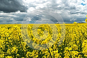 A beautiful flowering rapeseed field against the background of clouds. Thunderclouds in anticipation of rain hang over a blooming