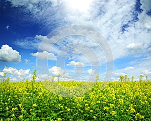 Beautiful flowering rapeseed field under blue sky