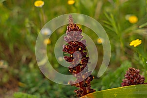 beautiful flowering red broomrape bloom photo