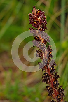 beautiful flowering red broomrape bloom photo