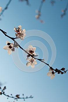 Beautiful flowering - Sakura. Background with flowers on a spring day.