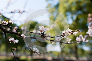 Beautiful flowering - Sakura. Background with flowers on a spring day.
