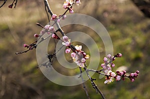 Beautiful flowering spring tree. Branches of a blossoming apricot. Beautiful floral spring abstract background of nature