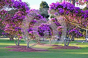 Beautiful flowering Tibouchina trees in sunset light in Centennial Park, Sydney, Australia